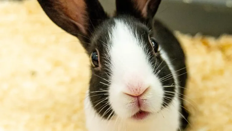 BUNNY BAN: Pet retailer puts ‘paws’ on sale of rabbits over Easter