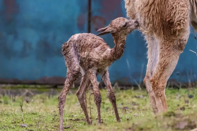 It’s a girl! Leicester’s Twycross Zoo welcomes new vicuña to the herd