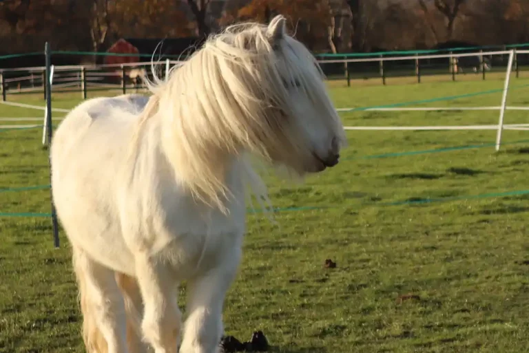 Will the pony in a field that is his new home in Norfolk