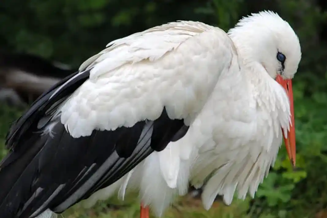 White stork with black wing feathers