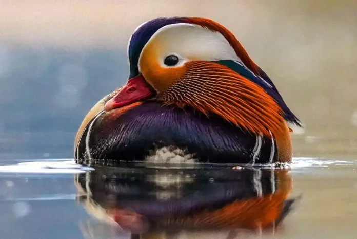 Colorful duck floating on water